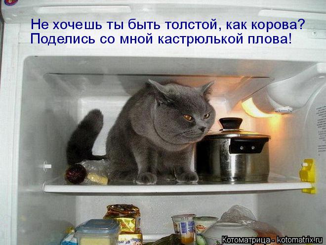 Котоматрица: Не хочешь ты быть толстой, как корова? Поделись со мной кастрюлькой плова!