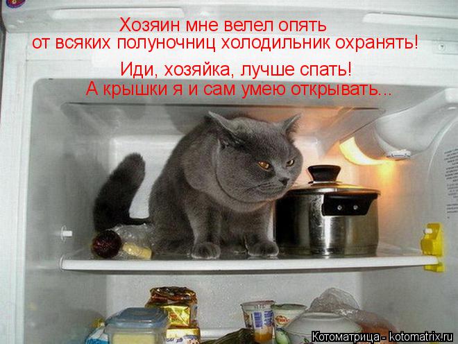Котоматрица: Иди, хозяйка, лучше спать! А крышки я и сам умею открывать... Хозяин мне велел опять от всяких полуночниц холодильник охранять!