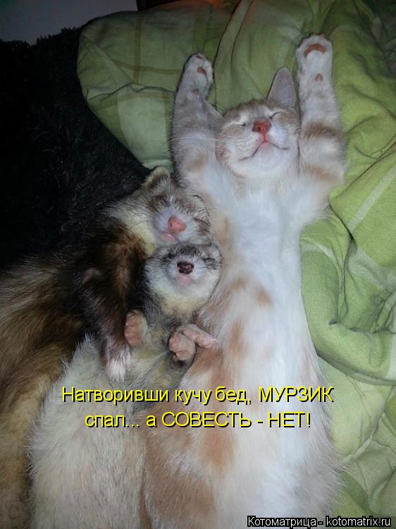 Натворивши кучу бед, МУРЗИК спал... а СОВЕСТЬ - НЕТ!... Котоматрица: Натворивши кучу бед, МУРЗИК спал... а СОВЕСТЬ - НЕТ!