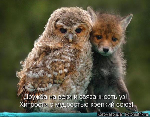 Котоматрица: Хитрости с мудростью крепкий союз! Дружба на веки и связанность уз!