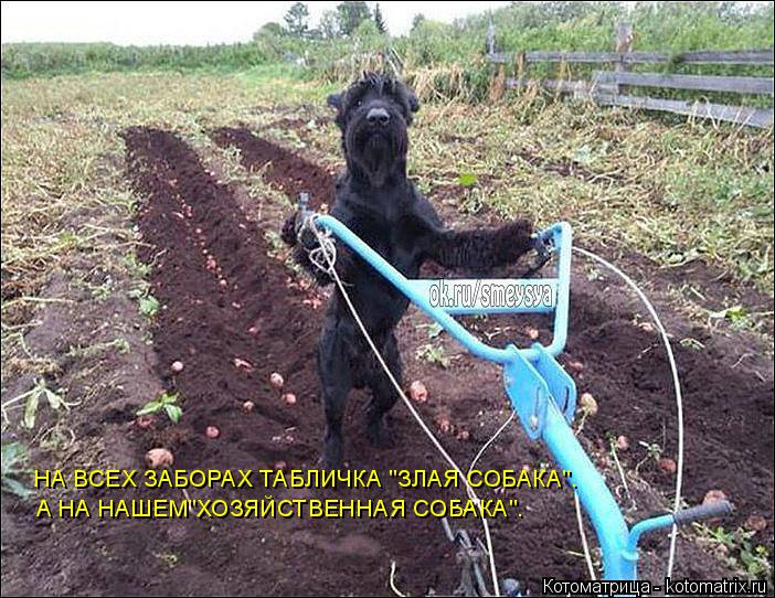 Котоматрица: НА ВСЕХ ЗАБОРАХ ТАБЛИЧКА "ЗЛАЯ СОБАКА". А НА НАШЕМ"ХОЗЯЙСТВЕННАЯ СОБАКА".