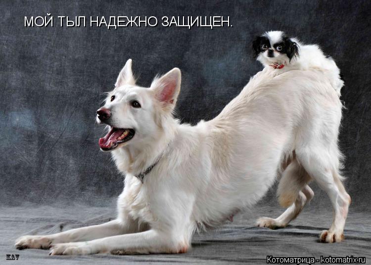 Котоматрица: МОЙ ТЫЛ НАДЕЖНО ЗАЩИЩЕН.