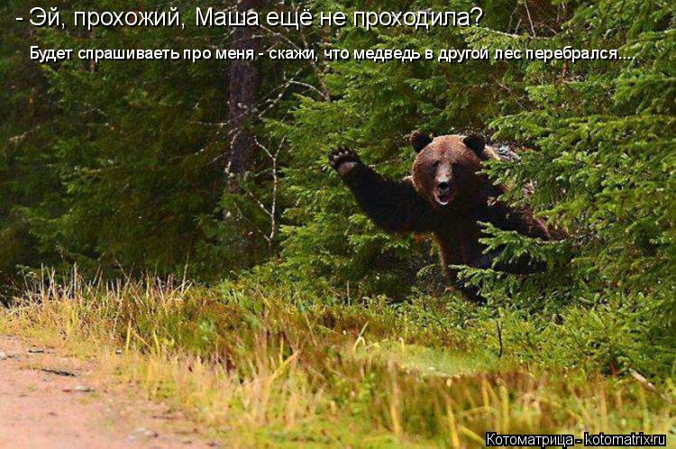 Котоматрица: - Эй, прохожий, Маша ещё не проходила?  Будет спрашиваеть про меня - скажи, что медведь в другой лес перебрался....