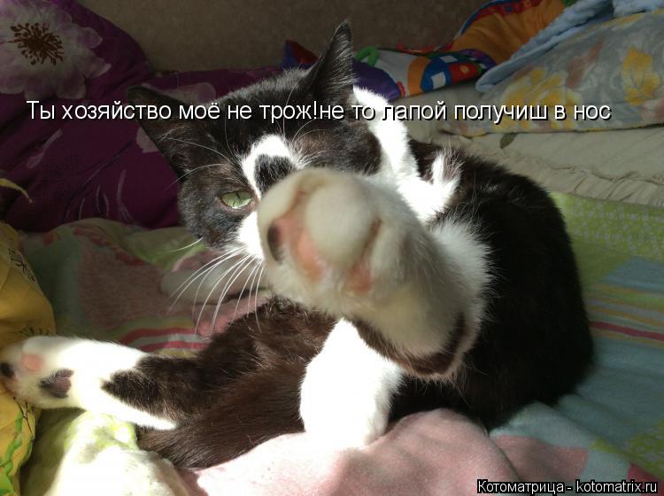 Котоматрица: Ты хозяйство моё не трож!не то лапой получиш в нос Ты хозяйство моё не трож!не то лапой получиш в нос Ты хозяйство моё не трож!не то лапой пол