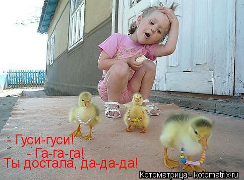Котоматрица: - Гуси-гуси! - Га-га-га! Ты достала, да-да-да!