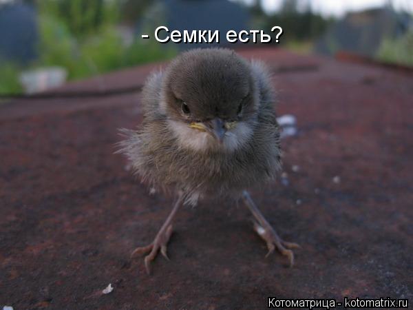 Котоматрица: - Семки есть?
