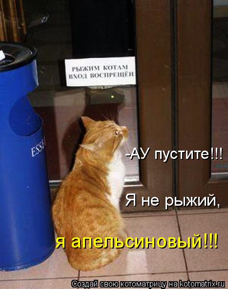 Котоматрица: я апельсиновый!!! Я не рыжий,  -АУ пустите!!!
