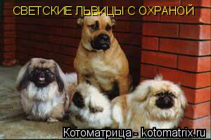 Котоматрица: СВЕТСКИЕ ЛЬВИЦЫ С ОХРАНОЙ