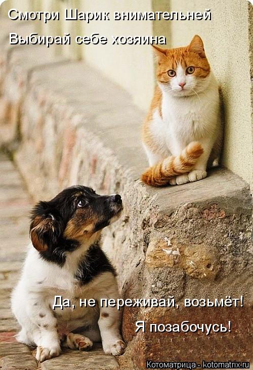 Котоматрица: Смотри Шарик внимательней Выбирай себе хозяина Да, не переживай, возьмёт! Я позабочусь!