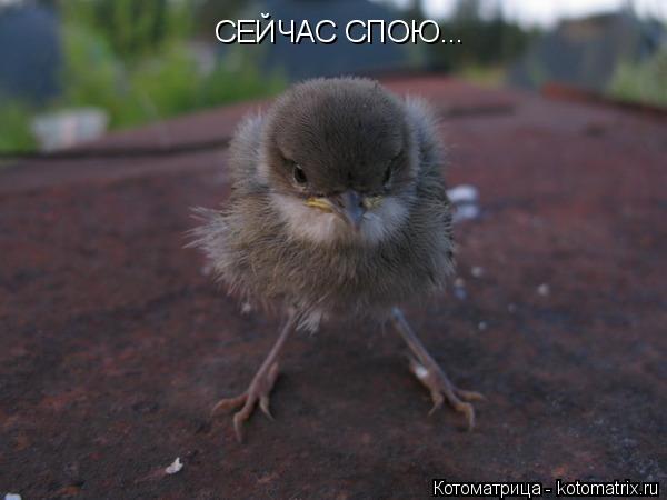 Котоматрица: СЕЙЧАС СПОЮ...