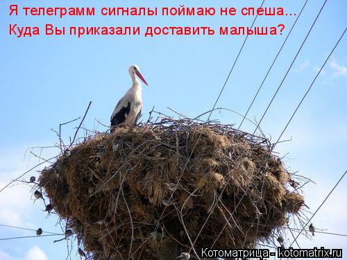 Котоматрица: Я телеграмм сигналы Я телеграмм сигналы поймаю не спеша... Куда Вы приказали доставить малыша?