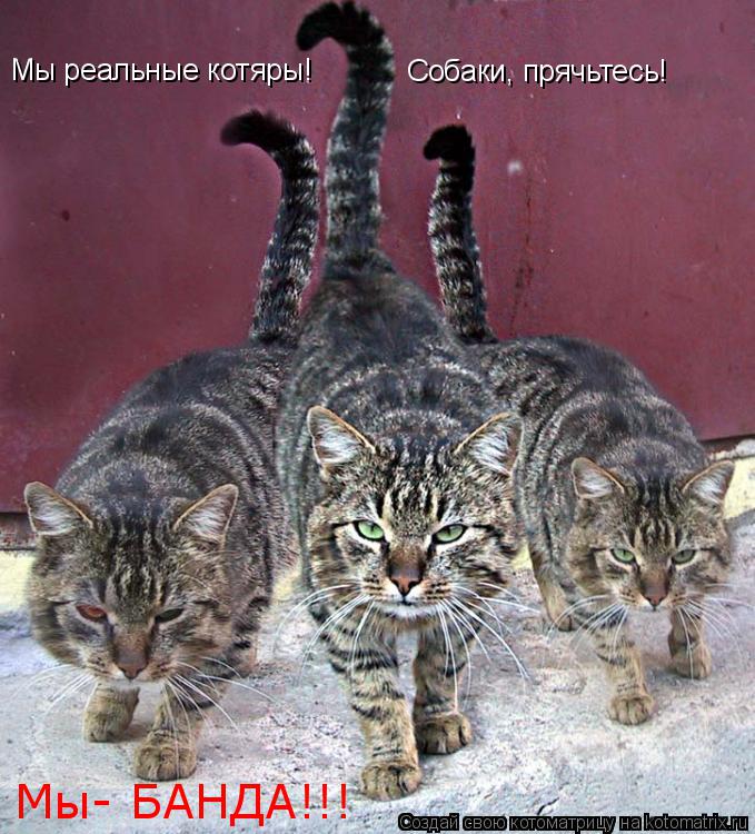 Котоматрица: Мы реальные котяры! Собаки, прячьтесь! Мы- БАНДА!!!