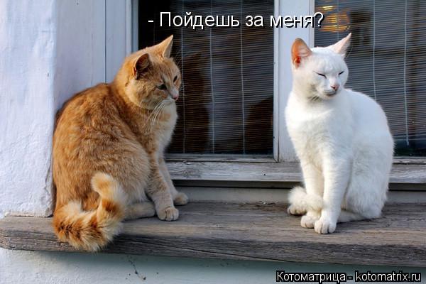 Котоматрица: - Пойдешь за меня?