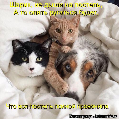 Котоматрица: Шарик, не дыши на постель, А то опять ругаться будет, Что вся постель псиной провоняла