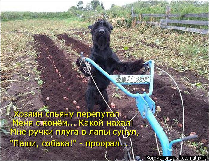 Котоматрица: Хозяин спьяну перепутал Меня с конём... Какой нахал! Мне ручки плуга в лапы сунул, "Паши, собака!" - проорал...