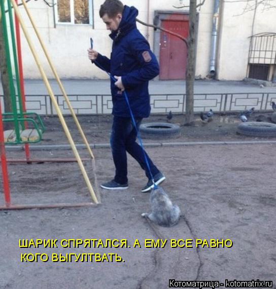 Котоматрица: ШАРИК СПРЯТАЛСЯ. А ЕМУ ВСЕ РАВНО  КОГО ВЫГУЛТВАТЬ.