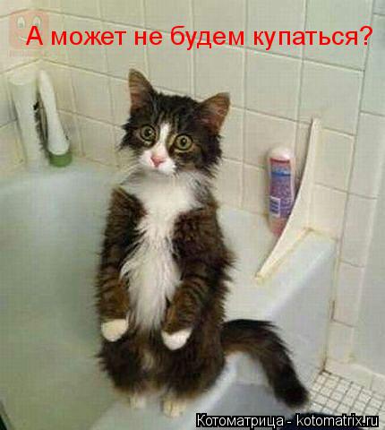 Котоматрица: А может не будем купаться?