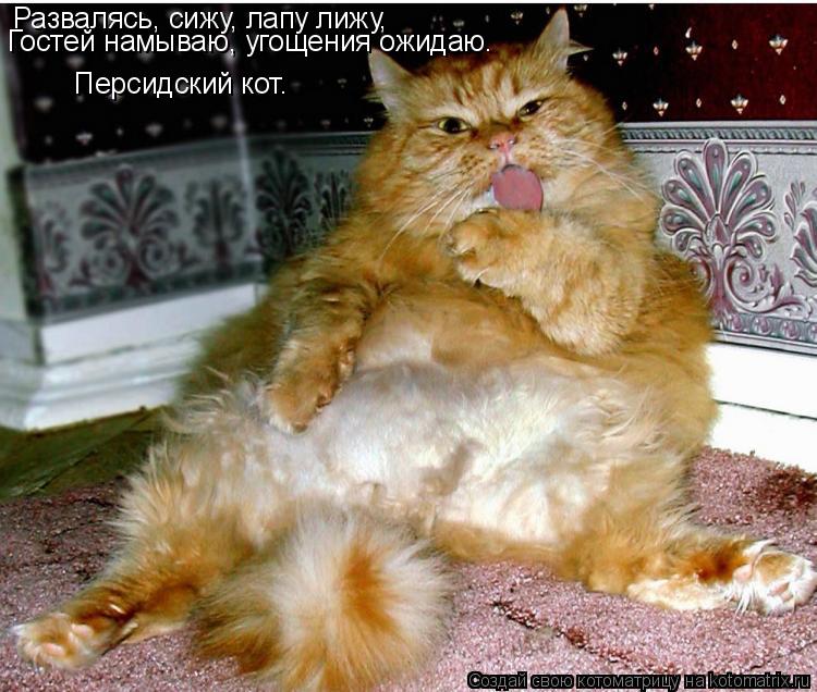 Котоматрица: Развалясь, сижу, лапу лижу, Гостей намываю, угощения ожидаю. Персидский кот.