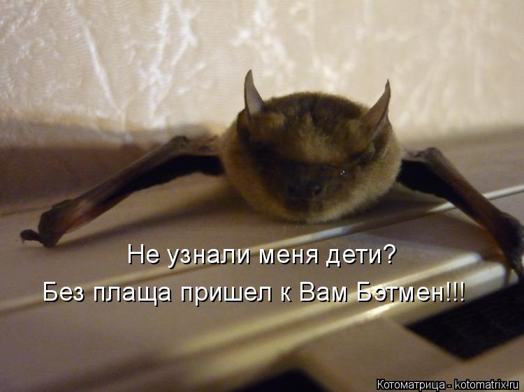 Котоматрица: Не узнали меня дети? Без плаща пришел к Вам Бэтмен!!!