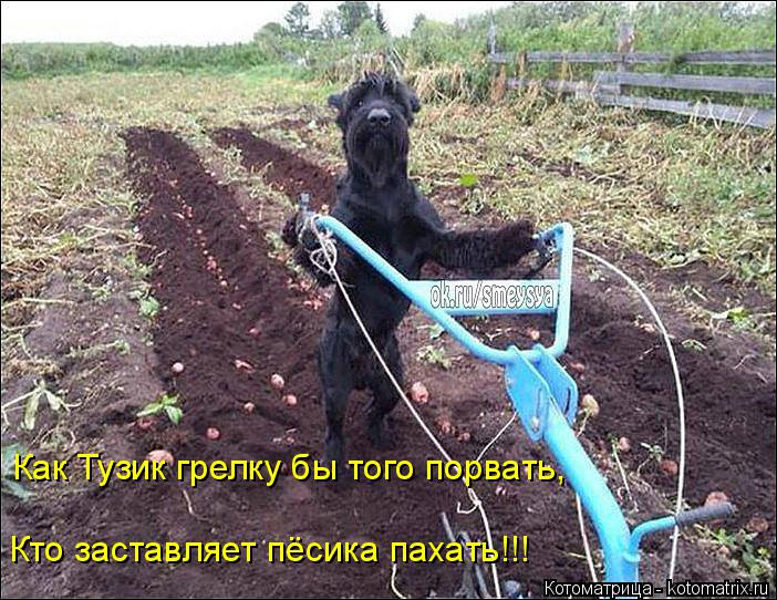 Котоматрица: Как Тузик грелку бы того порвать, Кто заставляет пёсика пахать!!!