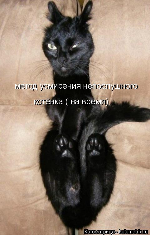 Котоматрица: метод усмирения непослушного котёнка ( на время)...