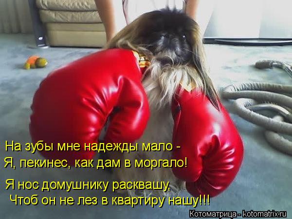 Котоматрица: Я нос домушнику расквашу, Чтоб он не лез в квартиру нашу!!! На зубы мне надежды мало - Я, пекинес, как дам в моргало!