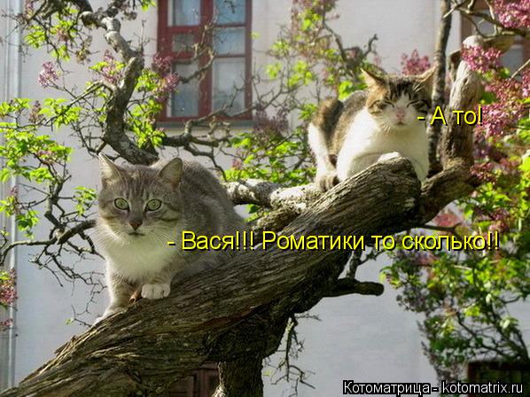 Котоматрица: - Вася!!! Роматики то сколько!! - А то!