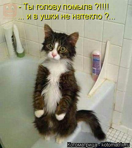 Котоматрица: - Ты голову помыла ?!!!! ... и в ушки не натекло ?...