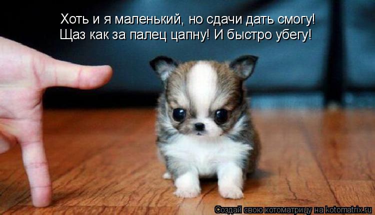 Котоматрица: Хоть и я маленький, но сдачи дать смогу! Щаз как за палец цапну! И быстро убегу!