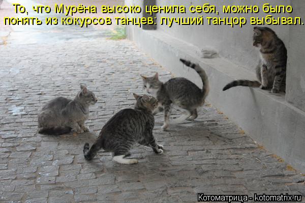 Котоматрица: То, что Мурёна высоко ценила себя, можно было понять из кокурсов танцев: лучший танцор выбывал.