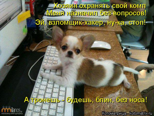 Котоматрица: Хозяин охранять свой комп Меня назначил без вопросов! Эй, взломщик-хакер, ну-ка, стоп! А тронешь - будешь, блин, без носа!