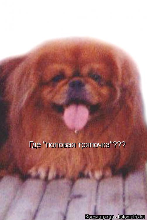 Котоматрица: Где "половая тряпочка"???