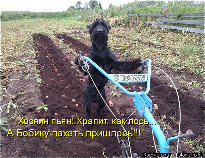 Котоматрица: А Бобику пахать пришлось!!!! Хозяин пьян! Храпит, как лось...