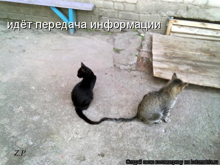Котоматрица: идёт передача информации