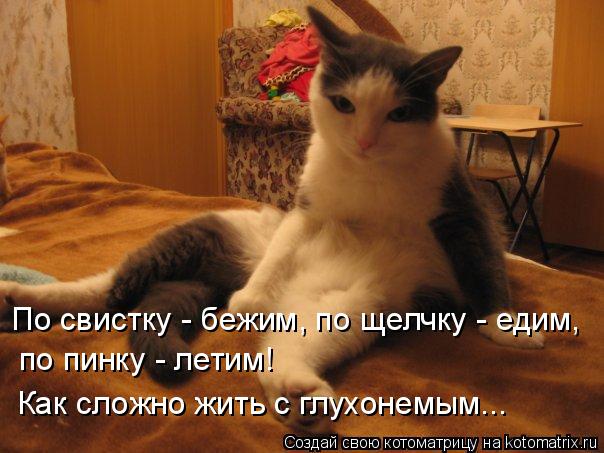 Котоматрица: По свистку - бежим, по щелчку - едим, по пинку - летим! Как сложно жить с глухонемым...