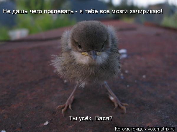 Котоматрица: Не дашь чего поклевать - я тебе все мозги зачирикаю! Ты усёк, Вася?