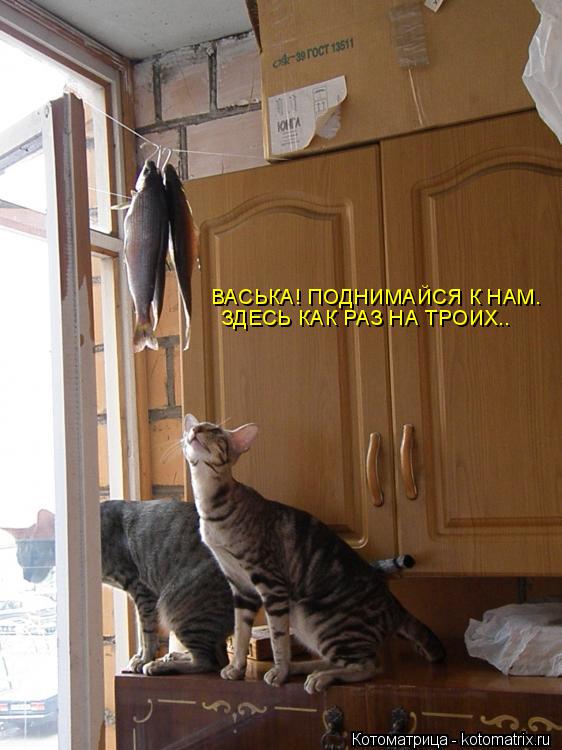 Котоматрица: ВАСЬКА! ПОДНИМАЙСЯ К НАМ. ЗДЕСЬ КАК РАЗ НА ТРОИХ..