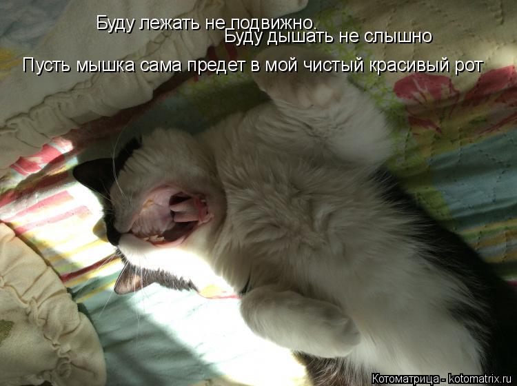 Котоматрица: Буду лежать не подвижно. Буду дышать не слышно Пусть мышка сама предет в мой чистый красивый рот