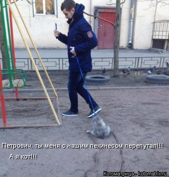 Котоматрица: Петрович, ты меня с нашим пекинесом перепутал!!! А я кот!!!