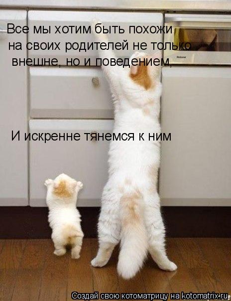 Котоматрица: Все мы хотим быть похожи на своих родителей не только И искренне тянемся к ним внешне, но и поведением,
