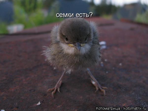 Котоматрица: семки есть?