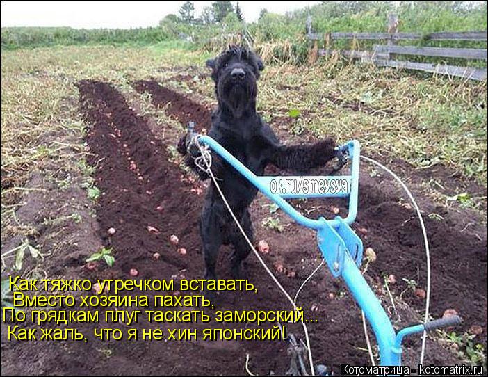 Котоматрица: Как тяжко утречком вставать, Как тяжко утречком вставать, Вместо хозяина пахать, По грядкам плуг таскать заморский... Как жаль, что я не хин я