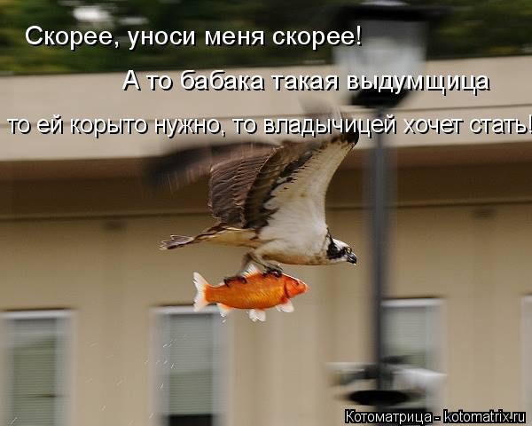 Котоматрица: Скорее, уноси меня скорее! А то бабака такая выдумщица то ей корыто нужно, то владычицей хочет стать!