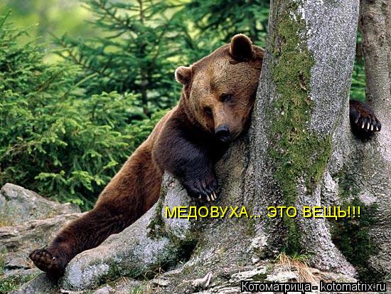 Котоматрица: МЕДОВУХА... ЭТО ВЕЩЬ!!!