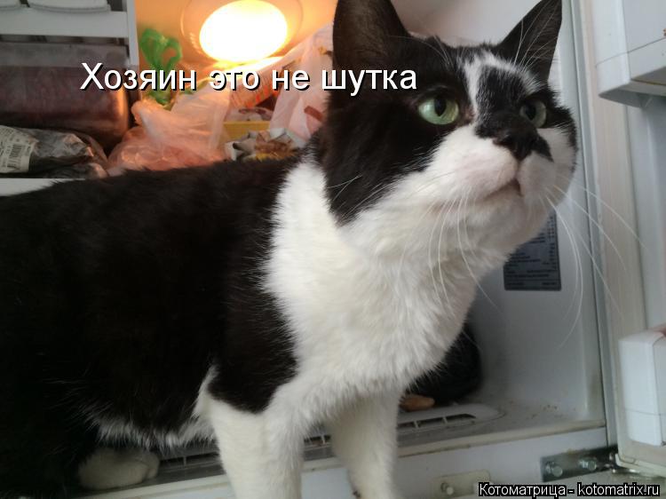 Котоматрица: Хозяин это не шутка