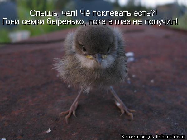 Котоматрица: Слышь, чел! Чё поклевать есть?! Гони семки быренько, пока в глаз не получил!
