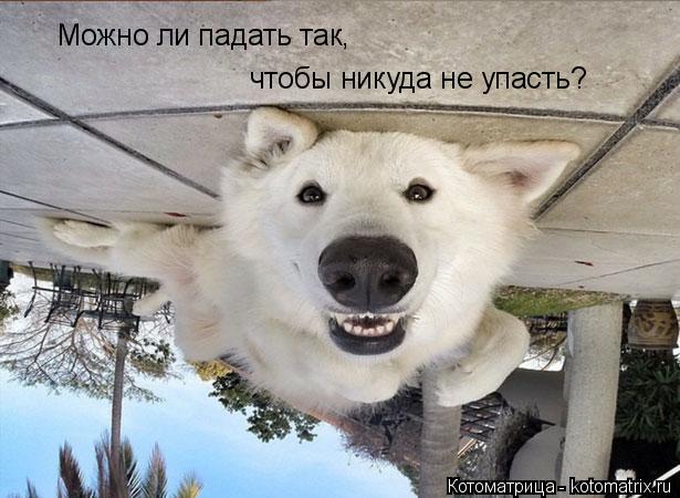 Котоматрица: Можно ли падать так, чтобы никуда не упасть?