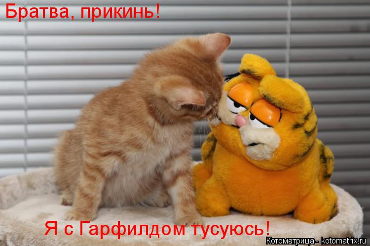 Котоматрица: Братва, прикинь! Я с Гарфилдом тусуюсь!