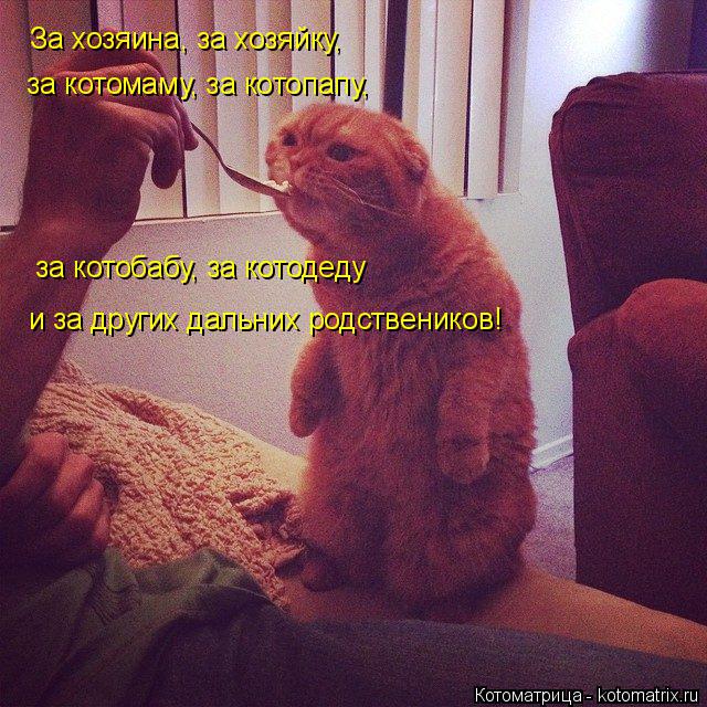 Котоматрица: За хозяина, за хозяйку, за котомаму, за котопапу,  за котобабу, за котодеду и за других дальних родствеников!