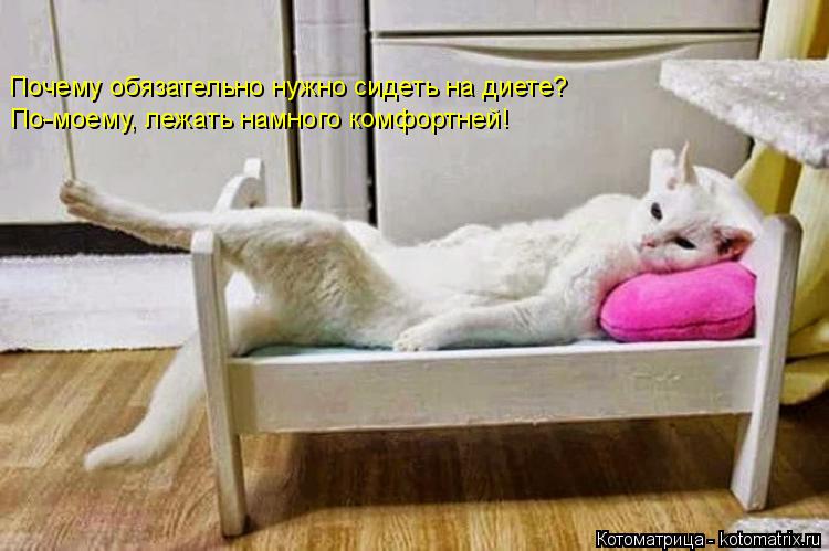 Котоматрица: Почему обязательно нужно сидеть на диете? По-моему, лежать намного комфортней!